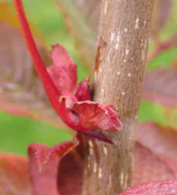 Triebknospe_800x600.jpg