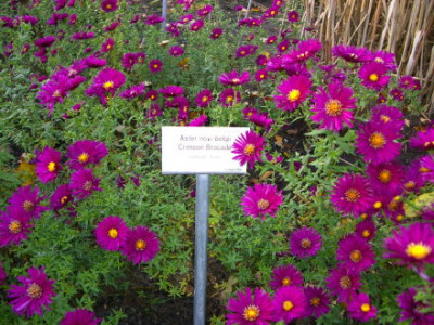 IMGP9381.jpg