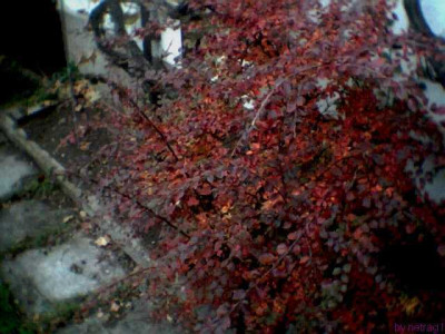 Cotoneaster_Samling002.jpg