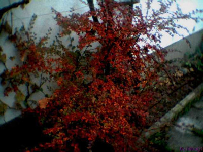 Cotoneaster_Samling003.jpg