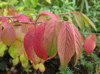 Viburnum_plicatum_Mariesii_800x600.jpg