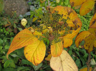 Hydrangea_Nepal_Beauty_800x600.jpg