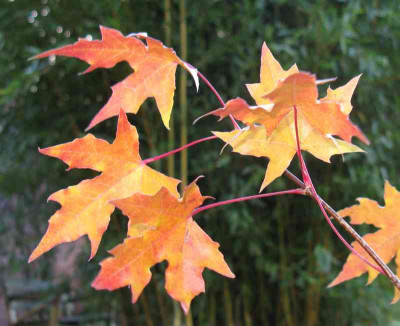 Acer_truncatum_2_800x600.jpg