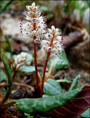 Polygonum_tenuicaule.JPG