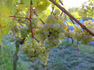 wingert_23.10.2010_004_Desktop_Auflosung_2.jpg