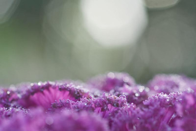 Zierkohl-Okt2510-60mm-alt.jpg