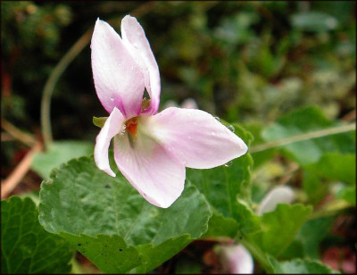 Viola_rosa-weiss.JPG