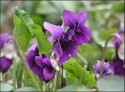 Viola_Goethe.JPG