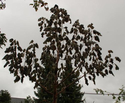 Blauglockenbaum_0010__1618.jpg