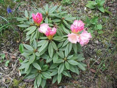 Rhododendron_pseudochrysanthum_Hortu_1.jpg