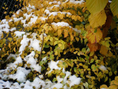 corylopsispaucifloraea.jpg