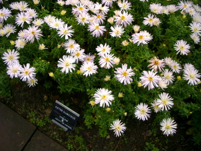 IMGP9438.jpg