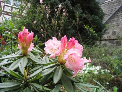 Rhododendron_pseudochrysanthum_Hortu_2.jpg