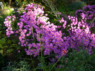 IMGP9432.jpg