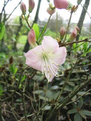Rhododendron_schlippenbachii_Hortu.jpg