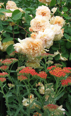 E2010_21_buff_beauty_achillea.jpg