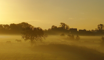 pferdeweidePferdeweide1.2jpg.jpg