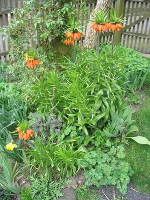 Fritillaria_imperialis_Hortu.jpg