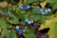 ampelopsis_spec..jpg