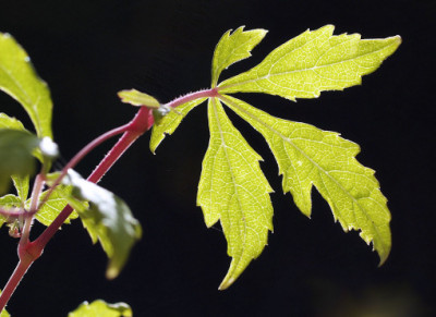 Ampelopsis_aconitifolia_Seattle.jpg