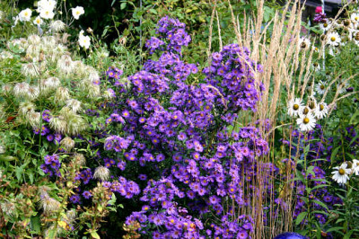 Herbstaster2109a.jpg