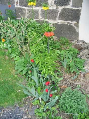 Fritillaria_imperialis_Hortu_2.jpg
