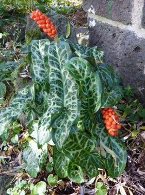 Arum_italicum_Montepulciano_2_fars_2010.jpg