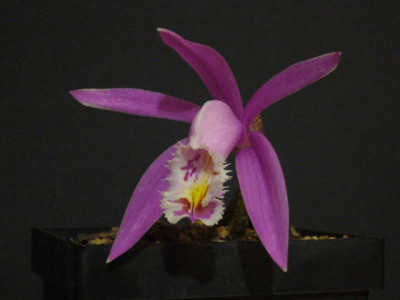 Pleione_Lassen_Peak_1_800x800_80KB.jpg