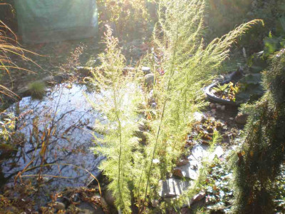 herbsteupatoriumcapillifoliumea.jpg