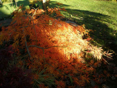 herbstacerpalmdissectumatropurpureumea.jpg
