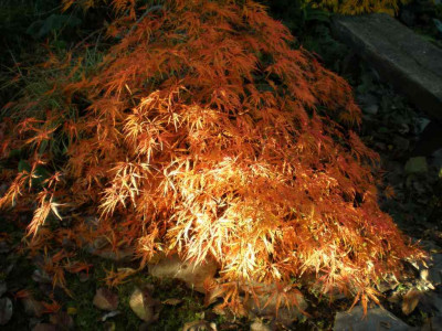 herbstacerpalmdissectumatropurpureum1ea.jpg