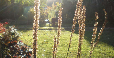herbstligulariaprzewalskyisamenstand.jpg