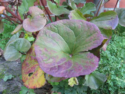 Ligularia_dentata_800x600.jpg