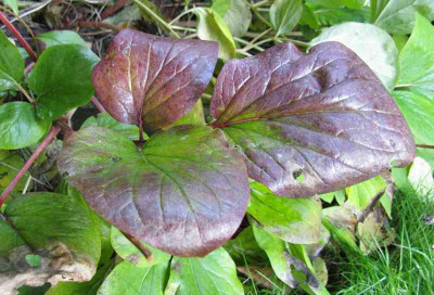 Paeonia_daurica_Herbst_800x600.jpg