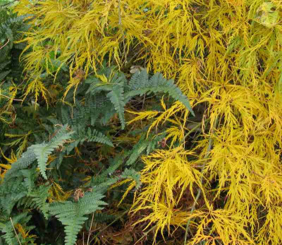 Acer_palmatum_Dissectum_im_Schatten_800x600.jpg
