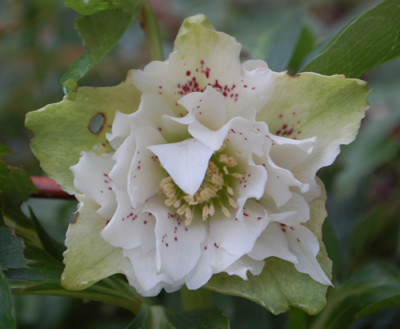 Lenzrose_gefuellt_0010__1628.jpg