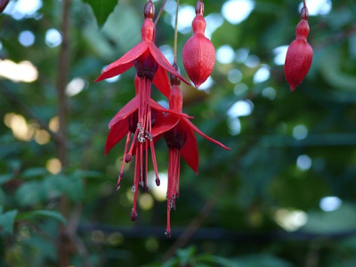 fuchsia_magellanica_gracilis_2010-10-03_415.jpg