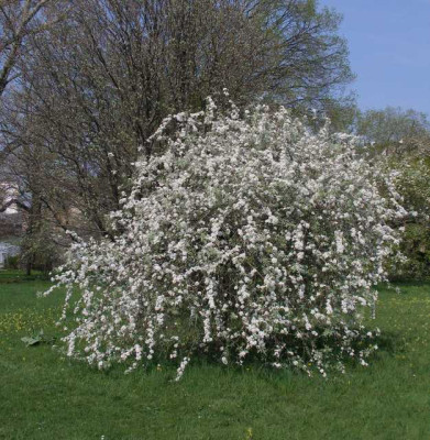 HBV_pyrus_salicifilia_pendula.jpg