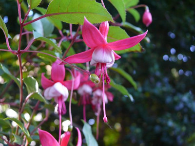 fuchsia_magellanica_mdme_cornelissen_2010-10-03_442.jpg