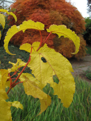 acer_phoenix_dissectum_3596.jpg