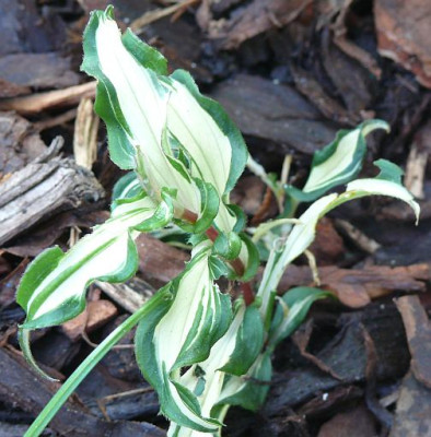 tricyrtis_hirta_imperial_banner_2010-10-03_143k.jpg