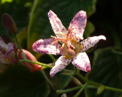 tricyrtis_namenlos_2010-09-23_075k.jpg