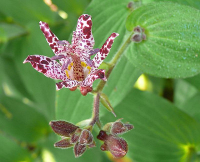 tricyrtis_sinonome_2010-09-23_074k.jpg