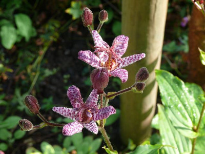 tricyrtis_formosana_purple_beauty_2010-09-11_020k.jpg