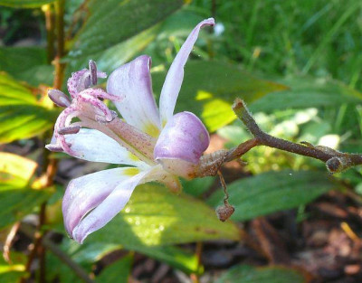 tricyrtis_hirta_tojen_2010-09-23_070k.jpg