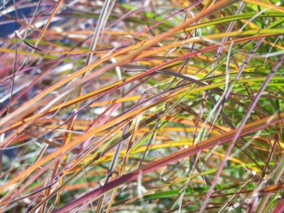 Miscanthus_Kleine_Irgendwas.JPG
