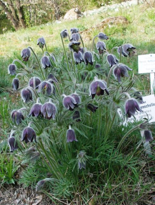HBV_pusatilla_pratensis_var._nigricans_habitus.jpg