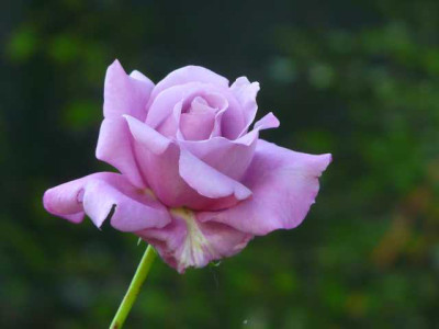 P1380626-2.jpg
