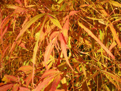 herbstacerpalmkotonoitoblatt.jpg