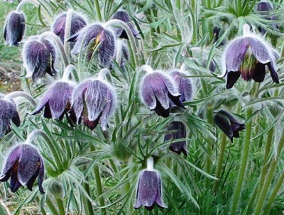 HBV_pusatilla_pratensis_var._nigricans_blueten.jpg